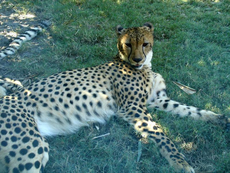 20111022115645A.jpg -   One could get quite up close to the animals (glass enclosure)  