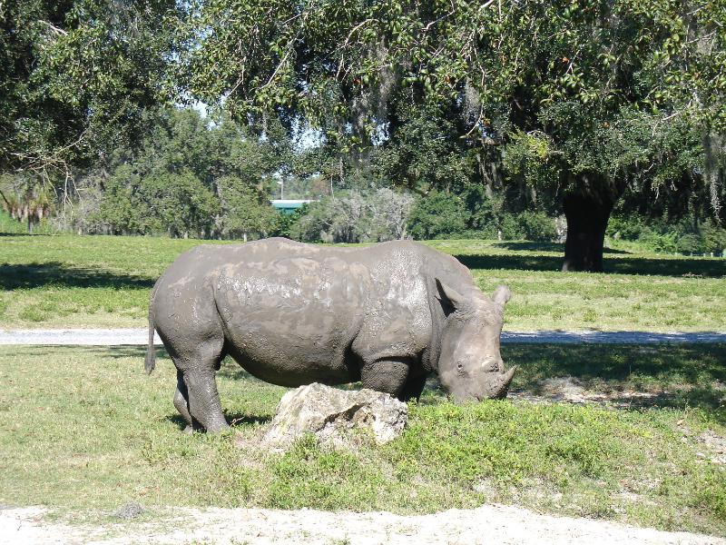 20111022145531A.jpg -   And then she just hung around the tracks as we went on by; we were wondering why...?  